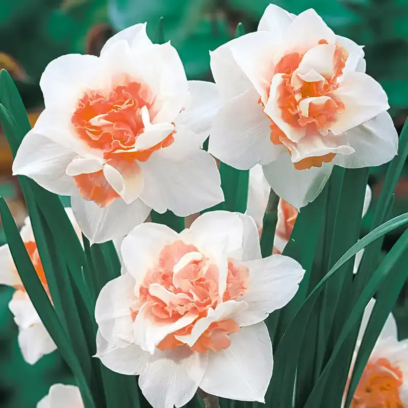 Replete Daffodil Decorative Floral Ornament for Home and Office Decor 3