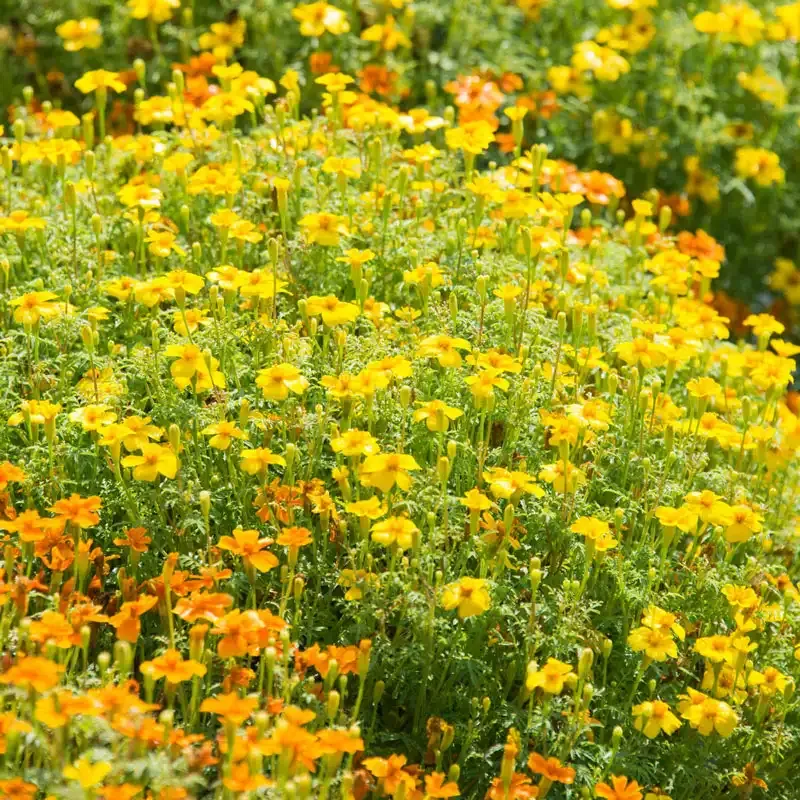 Signet Marigold Flower Seed Mix (Tagetes tenuifolia) 2