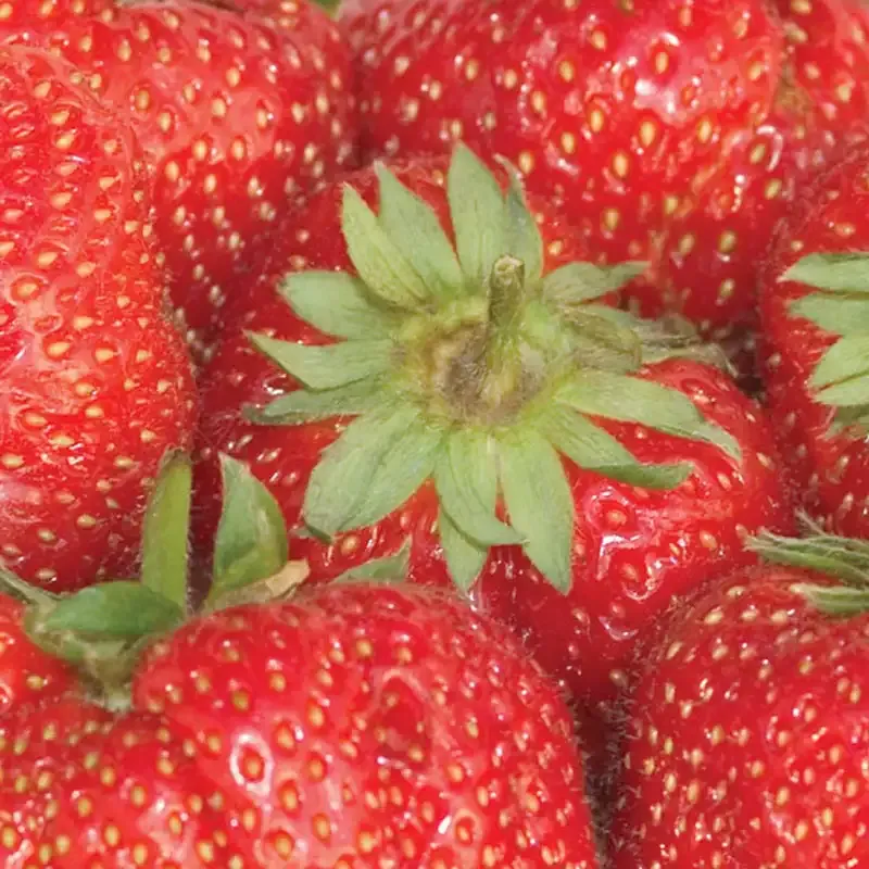 Jewel Junebearing Strawberry Plant - High-Yield Fruit Bearing Variety 1