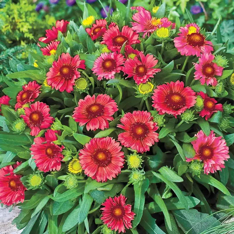 Red Gaillardia Perennial Blanket Flower for Sun-Drenched Landscapes