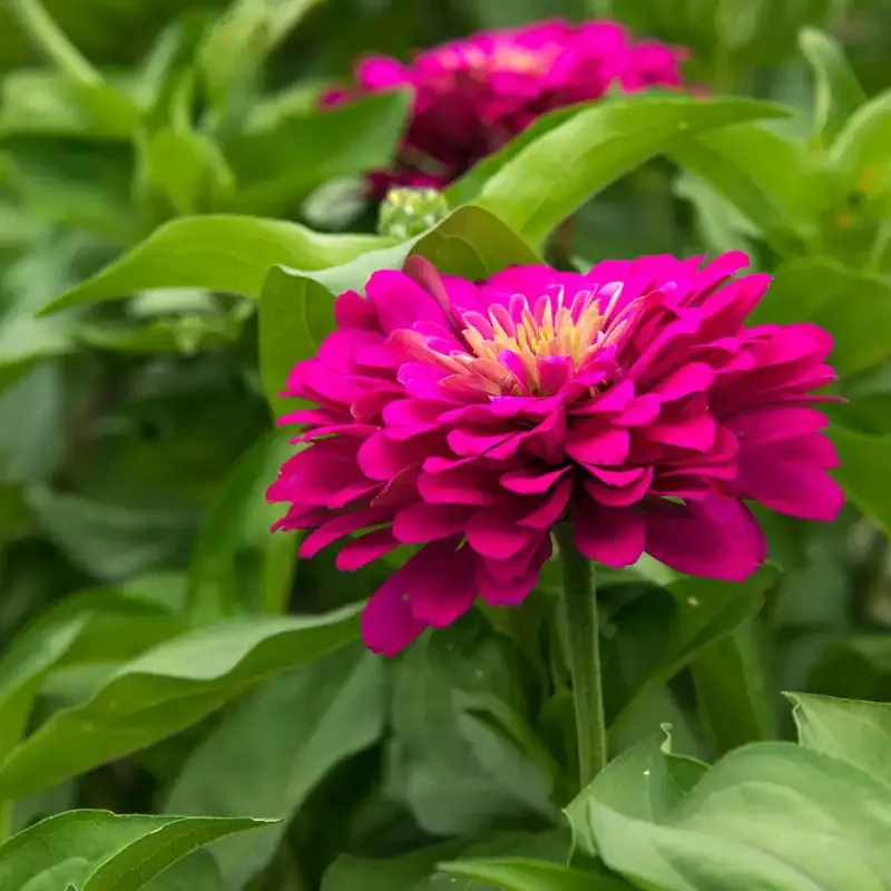 Uproar Rose Zinnia Flower Seeds - Double-Flowered Annual Variety 1