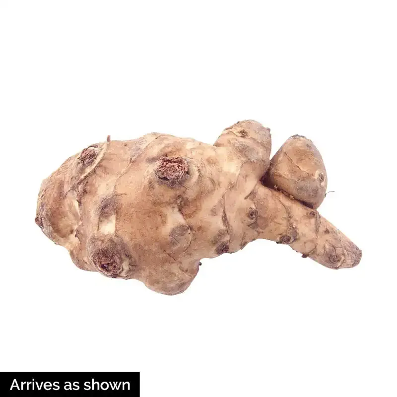 Fresh Jerusalem Artichoke Roots - Versatile Sunchoke Tubers for Culinary and Garden Use 1