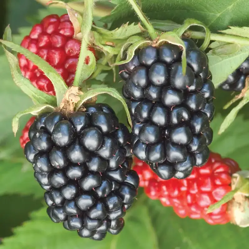 Apache Blackberry Plant - Thornless Erect Fruit-Bearing Shrub