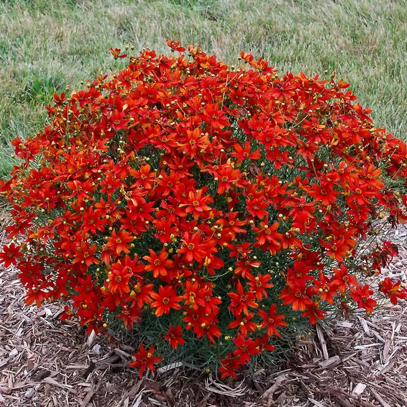 Crazy Cayenne Tickseed Coreopsis Perennial Flowering Plant 2