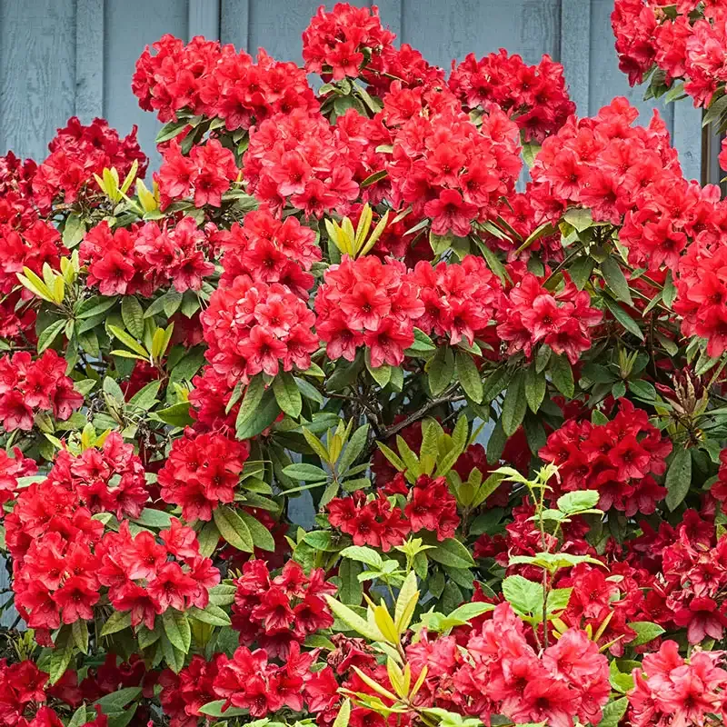 Red Azalea Evergreen Flowering Shrub for Garden Landscaping