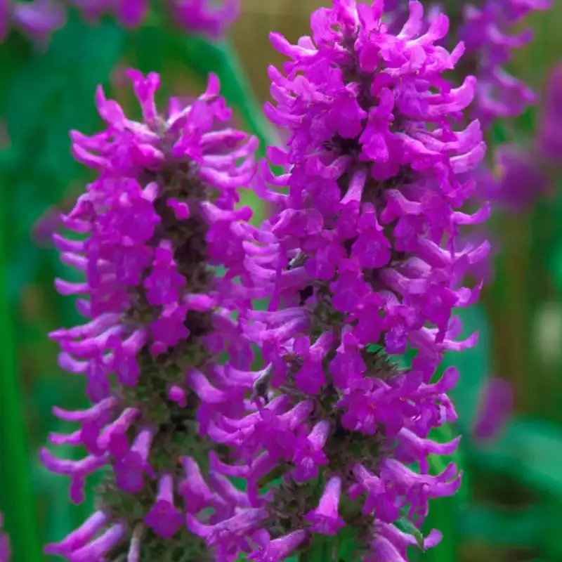 Hummelo Betony (Stachys officinalis) Perennial Flowering Plant