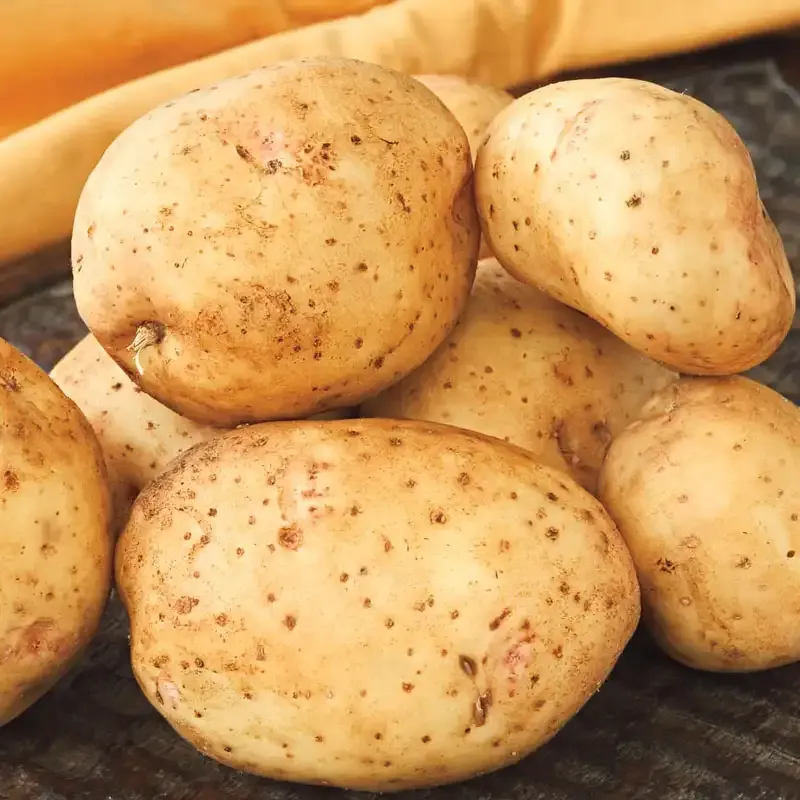 Carola Potato Yellow-Fleshed Waxy Variety