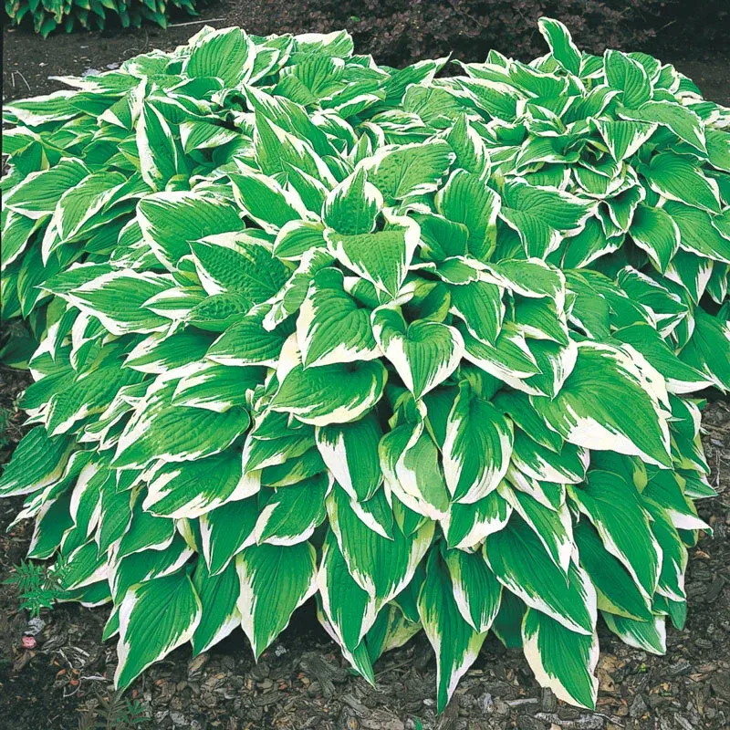Albo Marginata Hosta - Variegated Shade-Loving Perennial