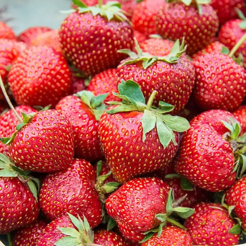 June-bearing Strawberry Plants for Seasonal Garden Harvest 3