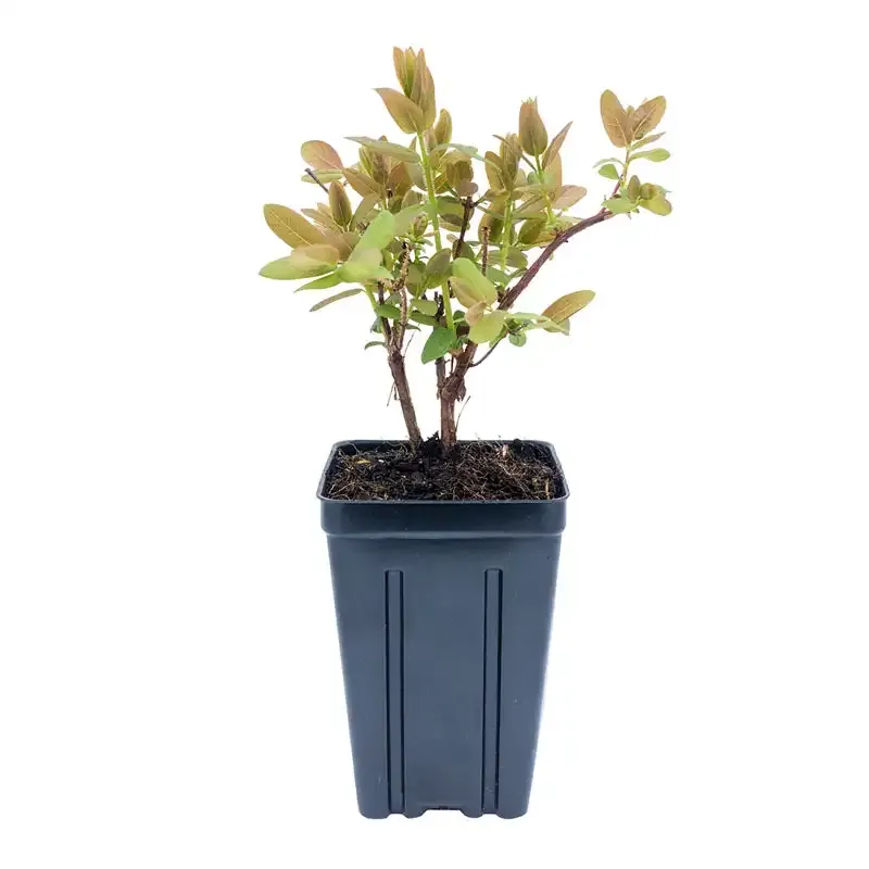 Tundra Honeyberry (Lonicera caerulea) Cold-Hardy Fruit Shrub 1
