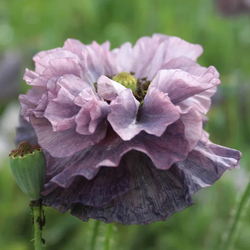Grey Poppy Botanical Art Print - Neutral Grey Floral Wall Decor