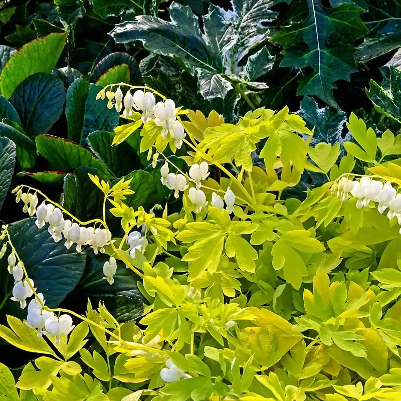 White Gold Bleeding Heart Perennial - Variegated Dicentra spectabilis 1
