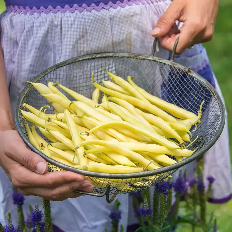 Improved Golden Wax Bush Bean Seeds for Home Gardening 1