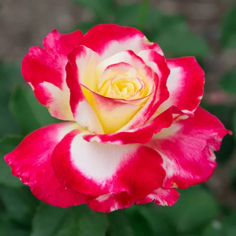 Double Delight Hybrid Tea Rose - Bicolor Fragrant Garden Shrub 2