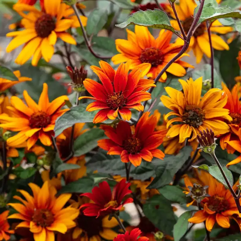 Bleeding Hearts False Sunflower (Heliopsis helianthoides) Perennial Garden Seeds