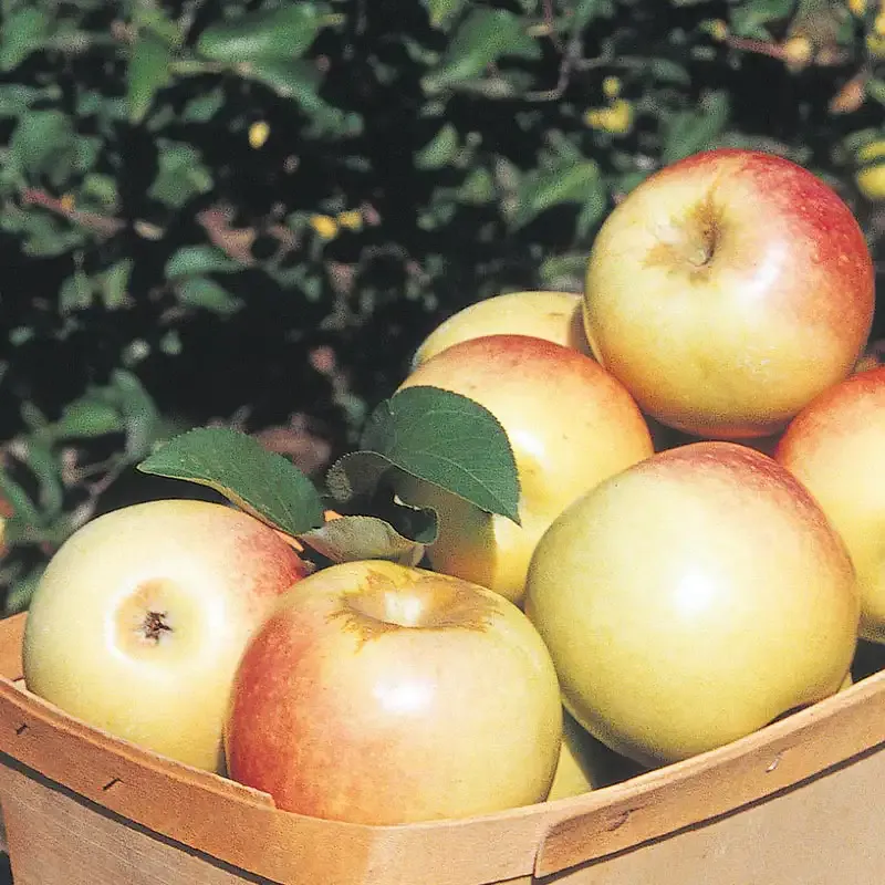 Sundance Apple Tree - Late-Season Crisp Dessert Variety