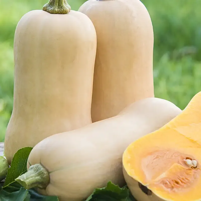 Waltham Butternut Winter Squash Heirloom Seeds - High Yield Vegetable Garden Variety