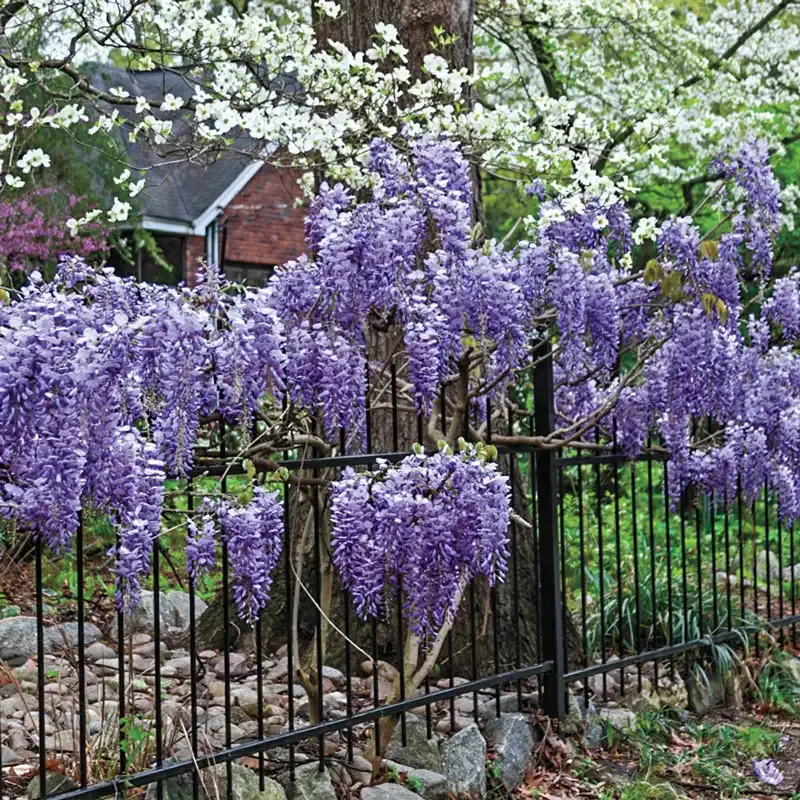 Blue Moon Wisteria (Wisteria macrostachya) Fragrant Climbing Vine