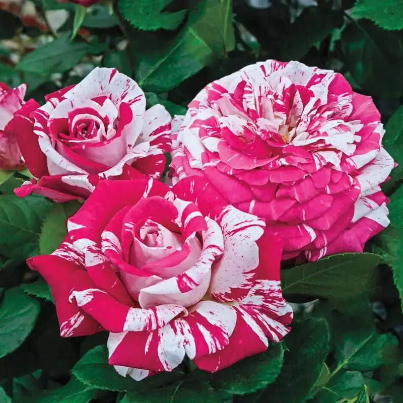Neil Diamond Hybrid Tea Rose - Striped Fragrant Garden Shrub