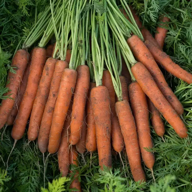 Adana Hybrid Carrot Seeds for Uniform Root Development