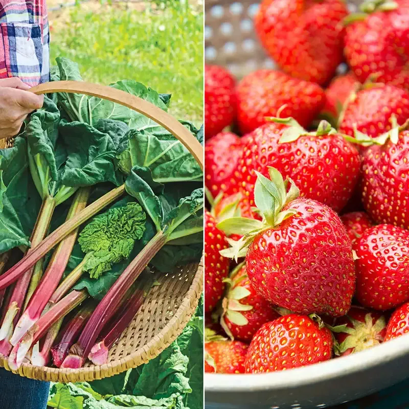Rhubarb Strawberry Fruit Combination Blend