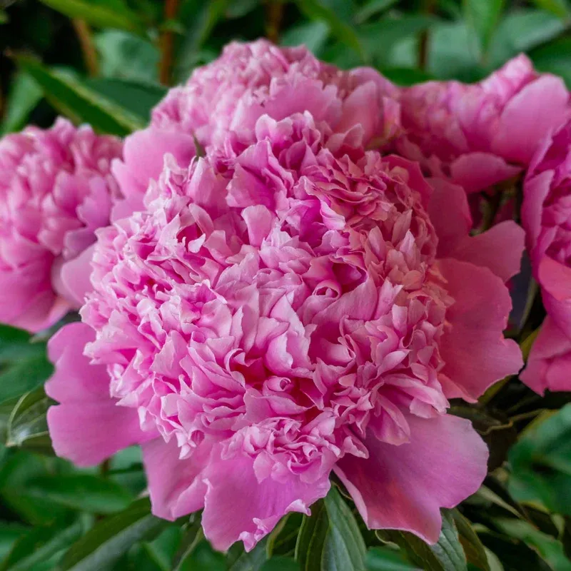 Monsieur Jules Elie Peony - Fragrant Double-Flowered Pink Perennial