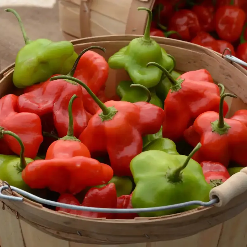 Mad Hatter Hybrid Pepper Seeds - Mild Sweet Capsicum baccatum 1