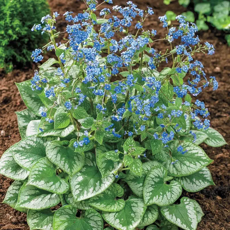 Emerald Mist Brunnera Perennial Shade Plant with Silver-Veined Foliage