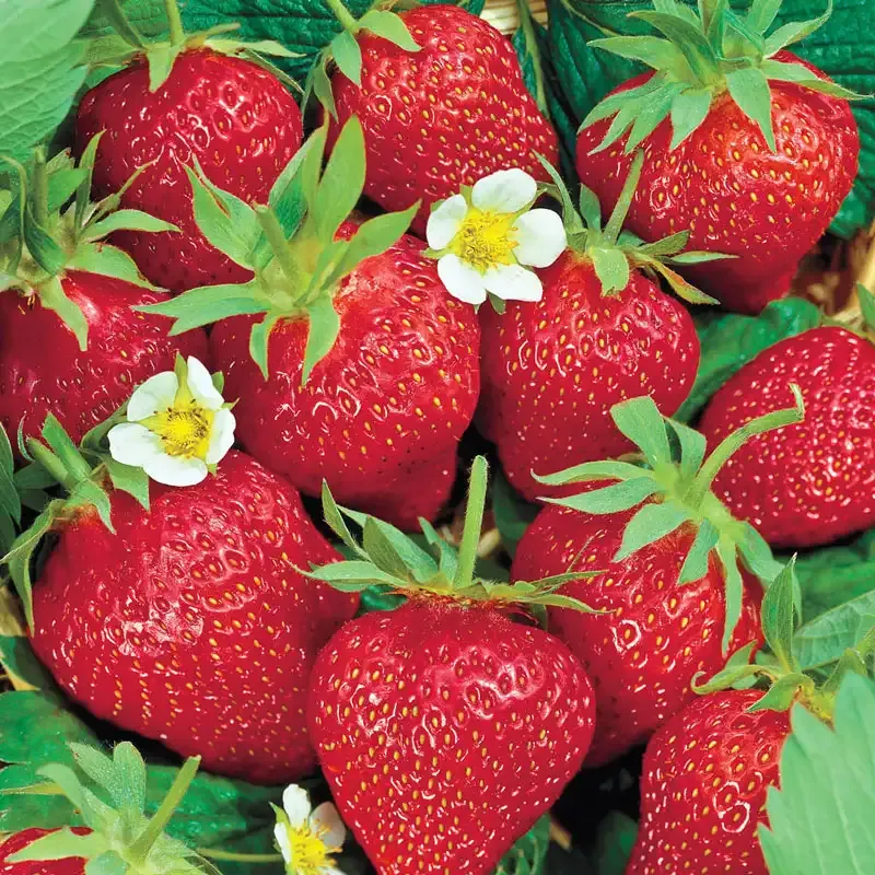 Chandler Junebearing Strawberry Plant - High-Yield Bare Root Starts