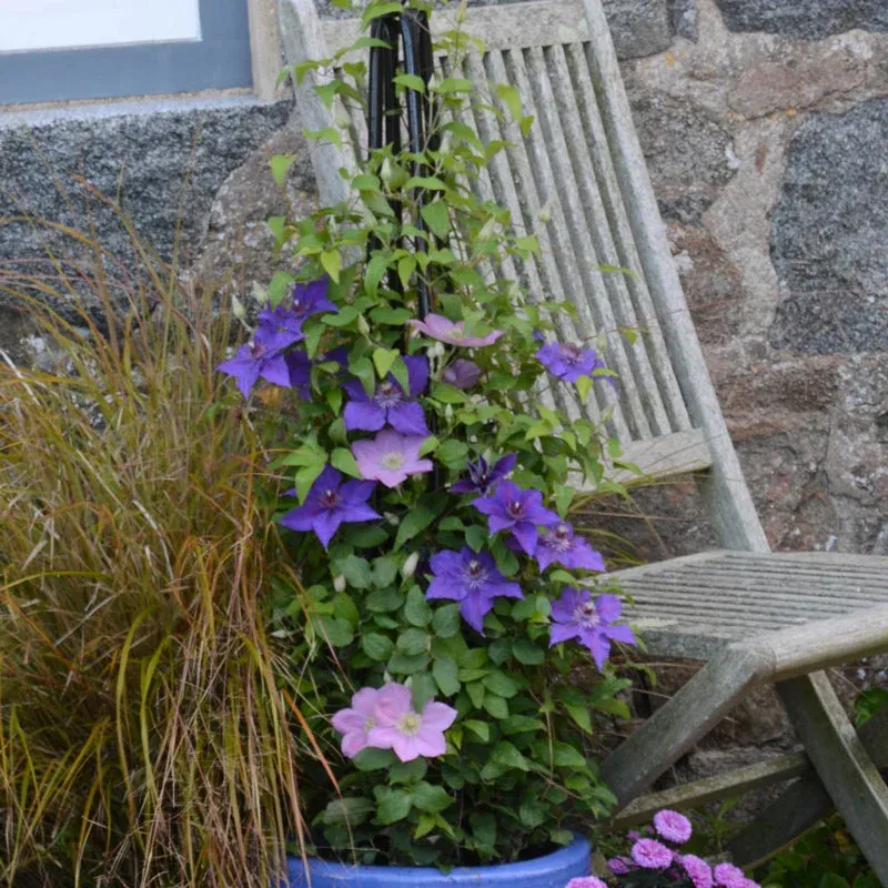 Clematis Edda Compact Perennial Flowering Climbing Vine 1