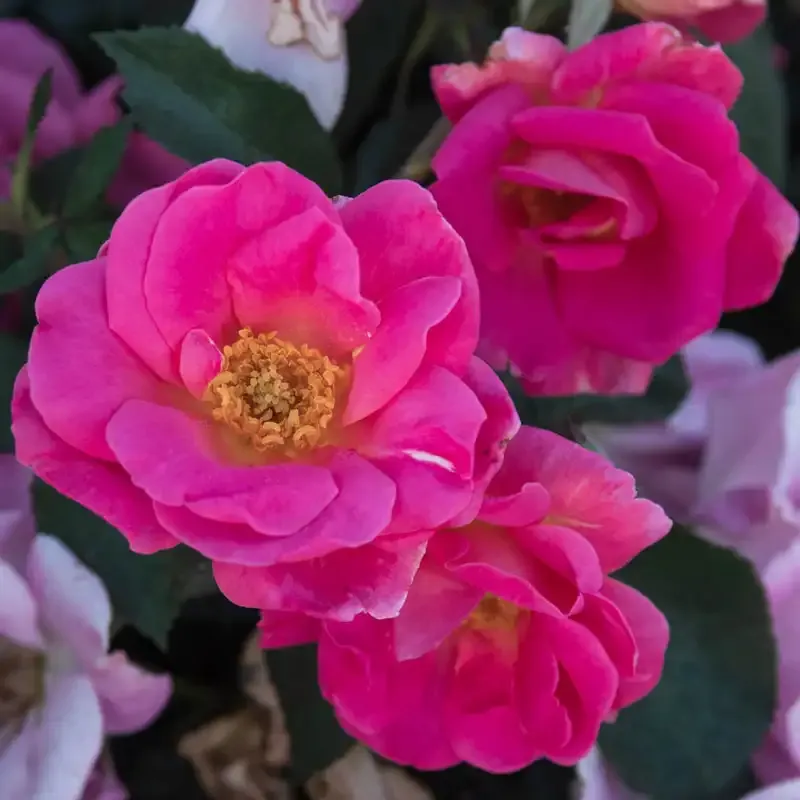 Pink Freedom Rose Decorative Floral Ornament