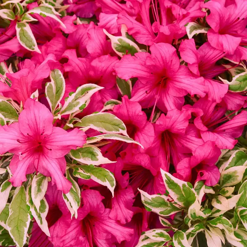 Azalea Flowering Shrub for Outdoor Garden Landscaping