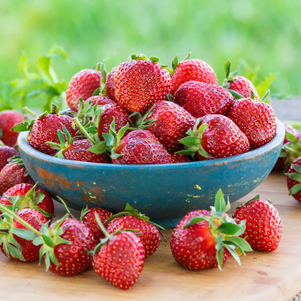 Eversweet Everbearing Strawberry Plant - Day-Neutral Perennial Fruit Starter 1
