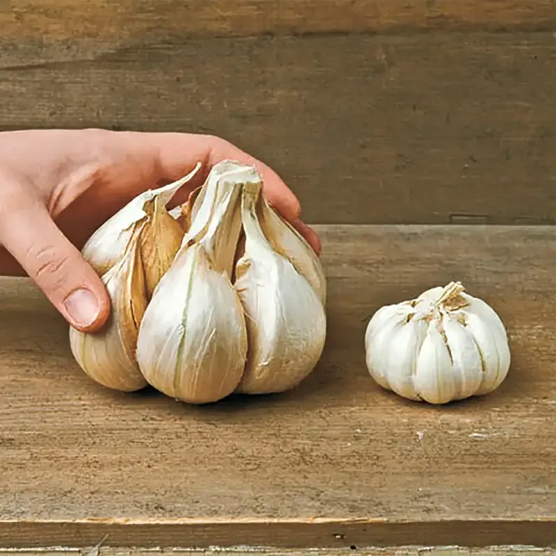 Fresh Elephant Garlic Bulbs - Mild Flavor Large Allium for Culinary Use 2
