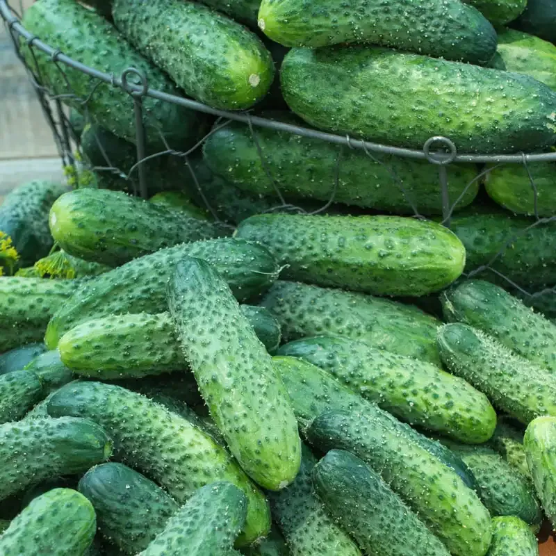 Dafne Hybrid Pickling Cucumber Seeds - Disease Resistant & High Yield Variety 1
