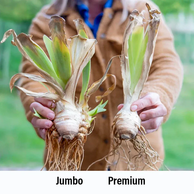 Immortality Reblooming Iris Perennial Garden Rhizome 3