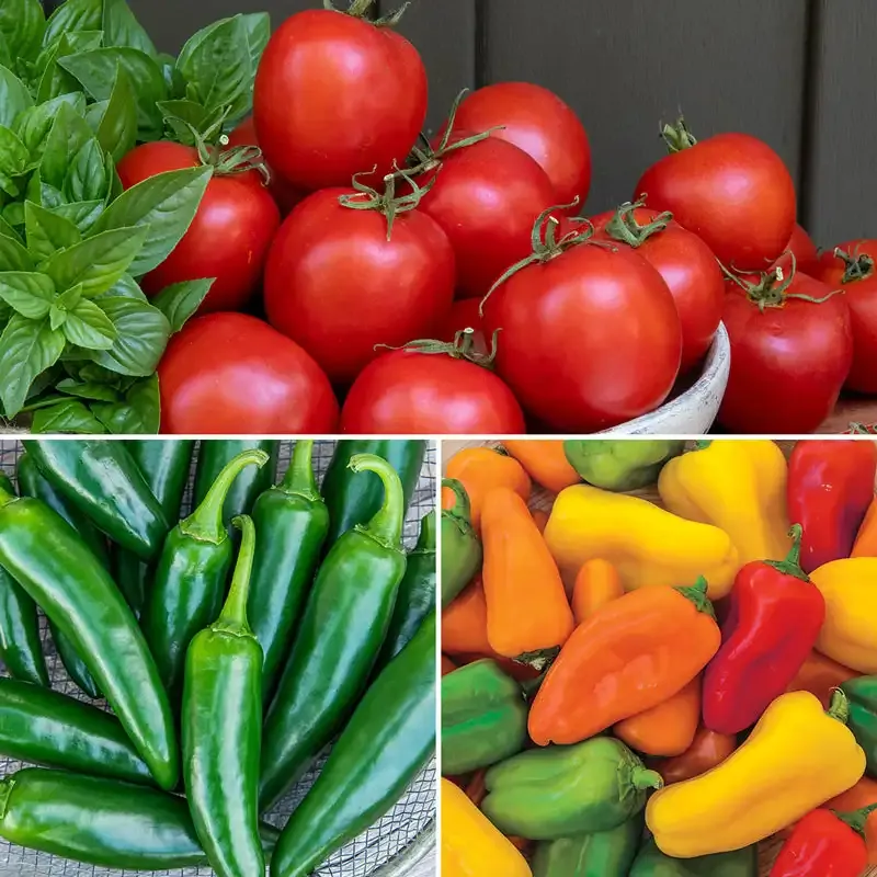 Early Harvest Seed Collection - Curated Heirloom Vegetable and Herb Variety Pack