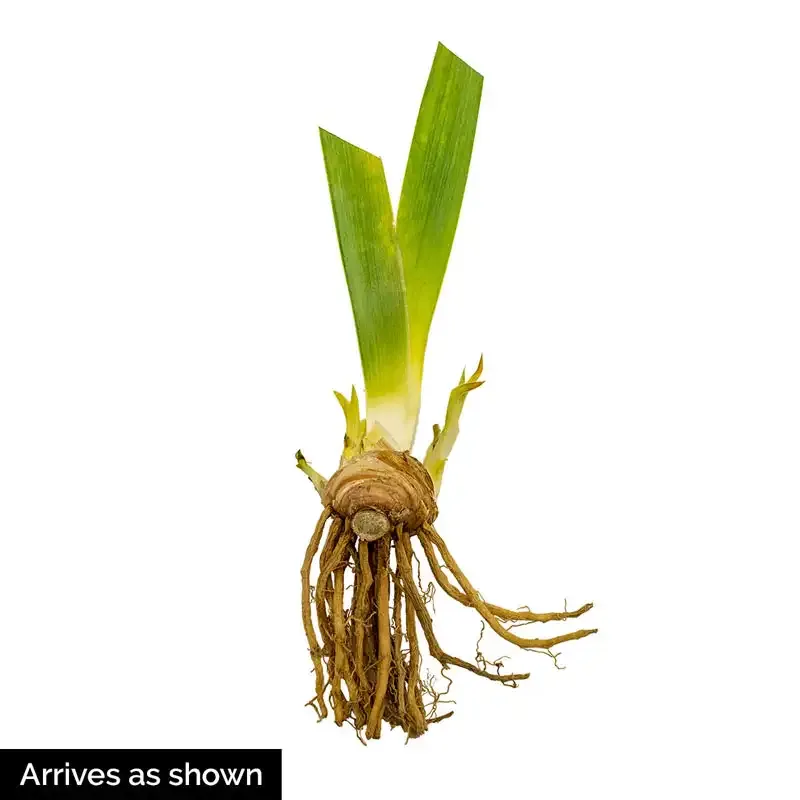 Stairway to Heaven Bearded Iris Perennial Rhizome 1