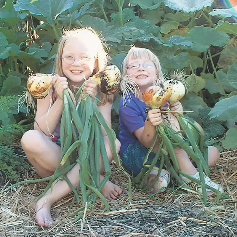 Candy Onion Hybrid Vegetable Seeds for Home Gardening 1