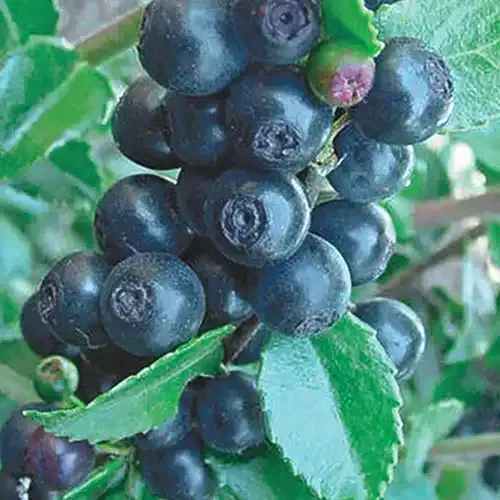 Huckleberry Plant - Hardy Edible Shrub for Garden Cultivation 2