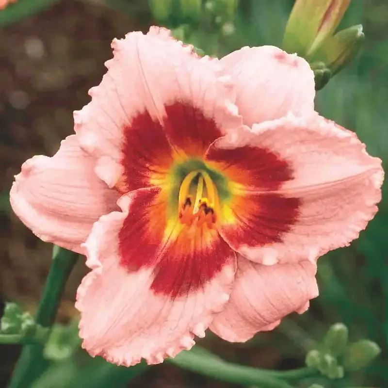 Wineberry Candy Daylily Perennial Garden Plant