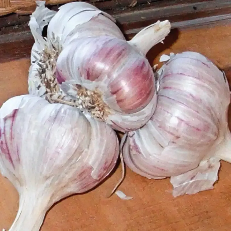 Inchelium Red Softneck Garlic Bulbs for Planting 1
