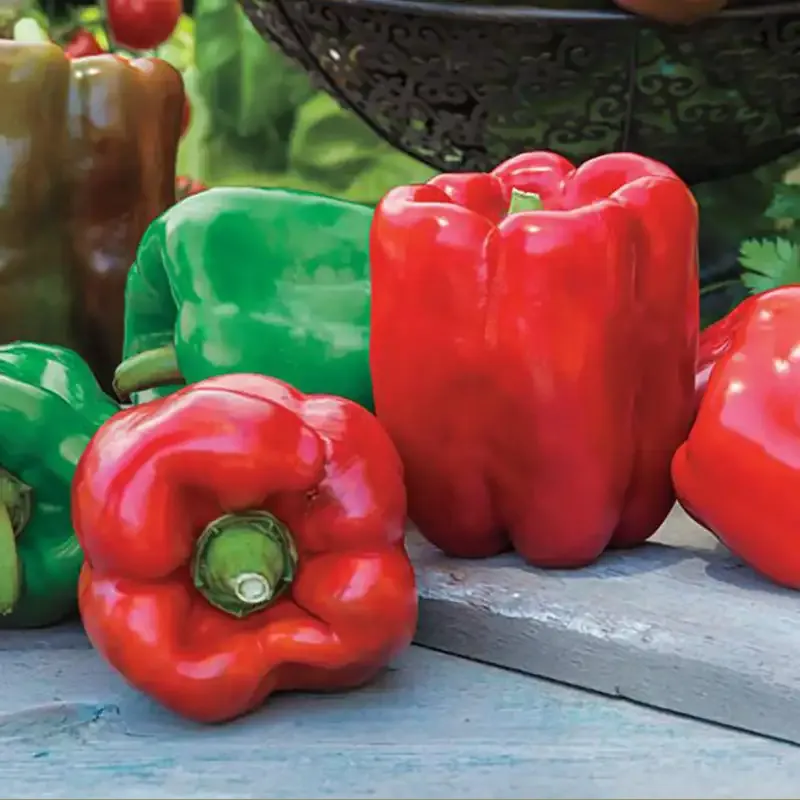 Giant II Hybrid Sweet Pepper Seeds - High-Yield Garden Variety