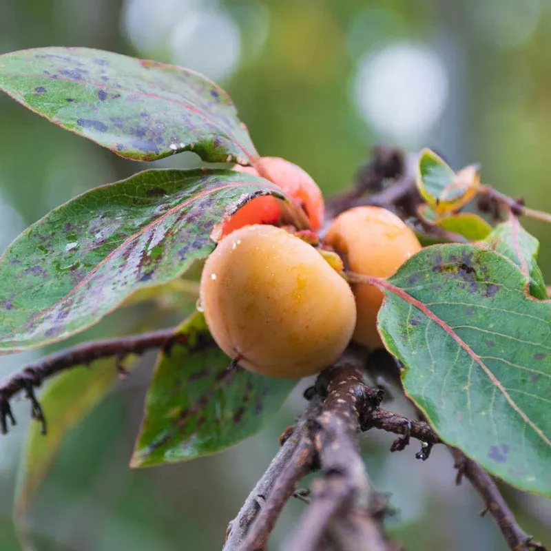 Sugar Daddy Persimmon - Firm Non-Astringent Variety