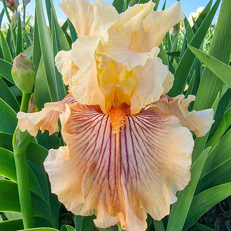 Escape From Boredom Bearded Iris Perennial Rhizome