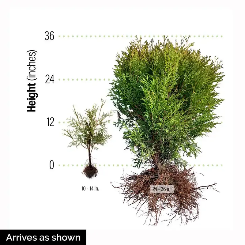 Golden Globe Arborvitae Evergreen Shrub for Privacy Hedging 2