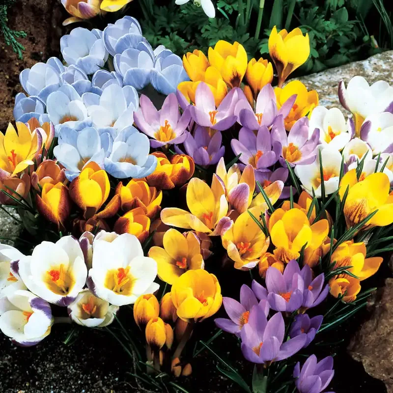 All Species Crocus Mix - Assorted Spring-Blooming Garden Bulbs