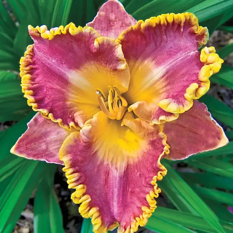French Lingerie Reblooming Daylily Perennial Flower
