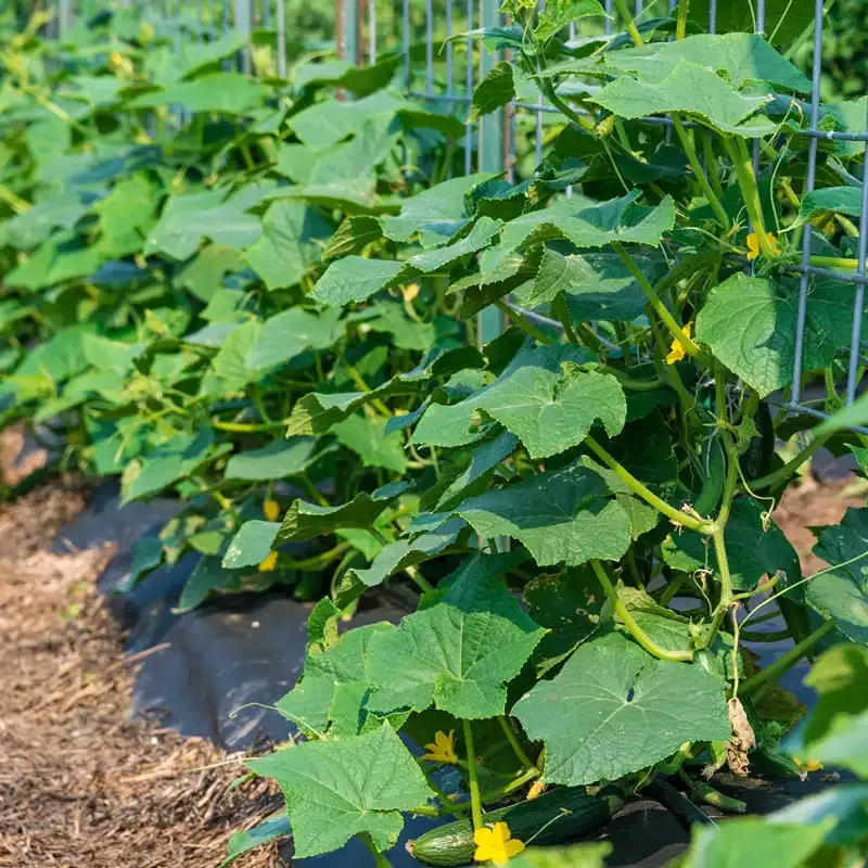 Tasty Green Hybrid Slicing Cucumber Seeds for Home Gardening 1