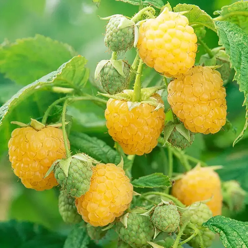 Anne Raspberry Plant - Primocane Bearing Yellow Raspberry Bush